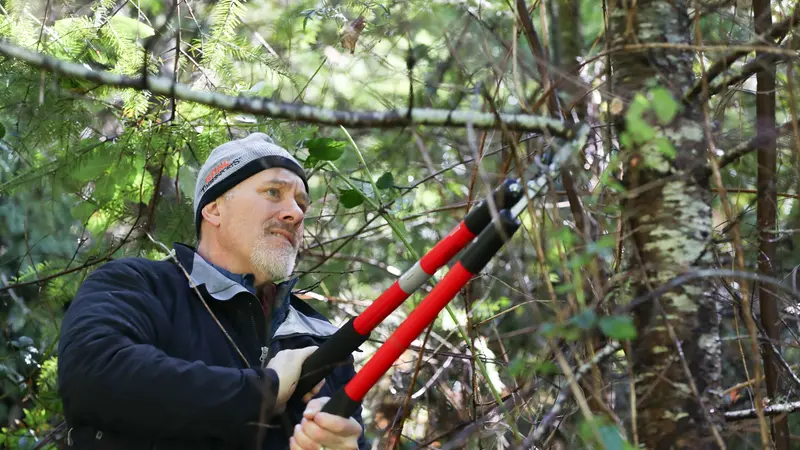 Knowledge is everything when it comes to pruning mature trees. Photo by Amanda Loman.