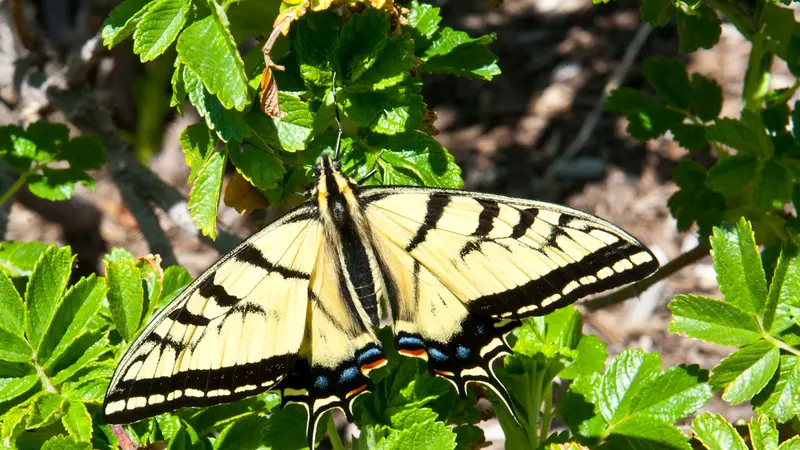 A colorful butterfly lands on a plant. 