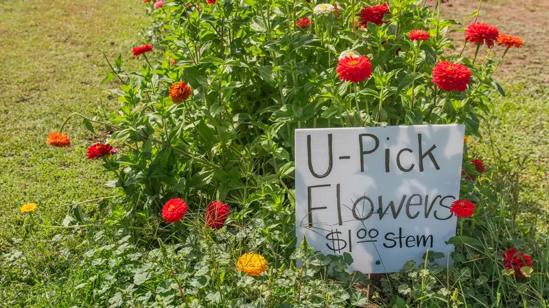 U-Pick flowers at a Willamette Valley farm. In agritourism, producers combine farming with aspects of tourism. 