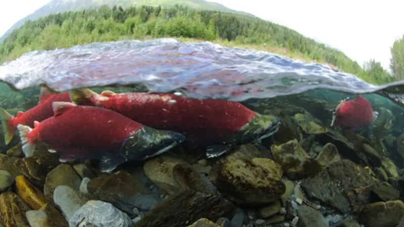 Sockeye salmon running up the Kenai River to spawn