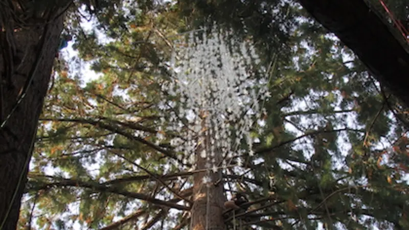 Image looks up at Emeritus sculpture in progress from the ground: A sparkling cluster of resin cones dangles high up in the canopy between three sequoia trees.