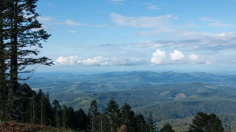 View of conifer forest from the top of Mary’s Peak, the highest point on Oregon’s Coast Range