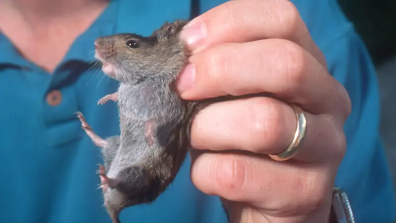 A man holds a vole, a mouse-like rodent, by its scruff.