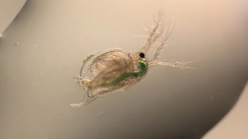 Water flea (Ceridaphnia dubia)