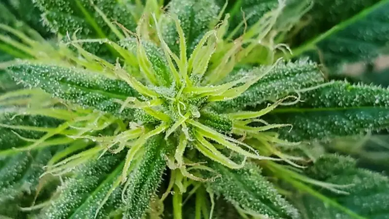 Close-up image of vibrant green marijuana plant.