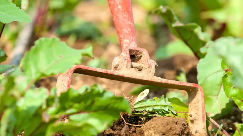 weeder
