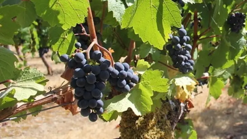 Dark purple wine grapes growing in a sunny vineyard