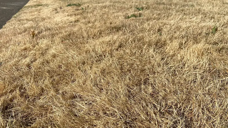 yellow grass in front of a house