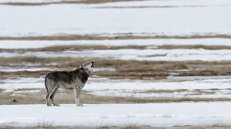 alpha male wolf in Yellowstone National Park