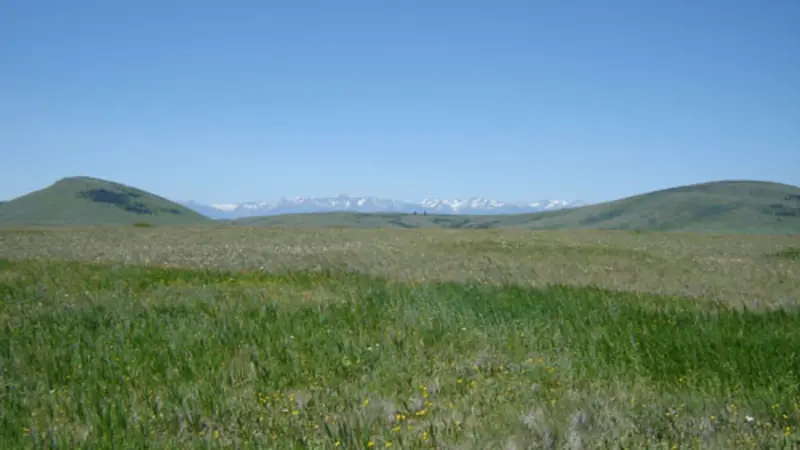 Zumwalt Prairie in northeastern Oregon has a mix of native and non-native plants
