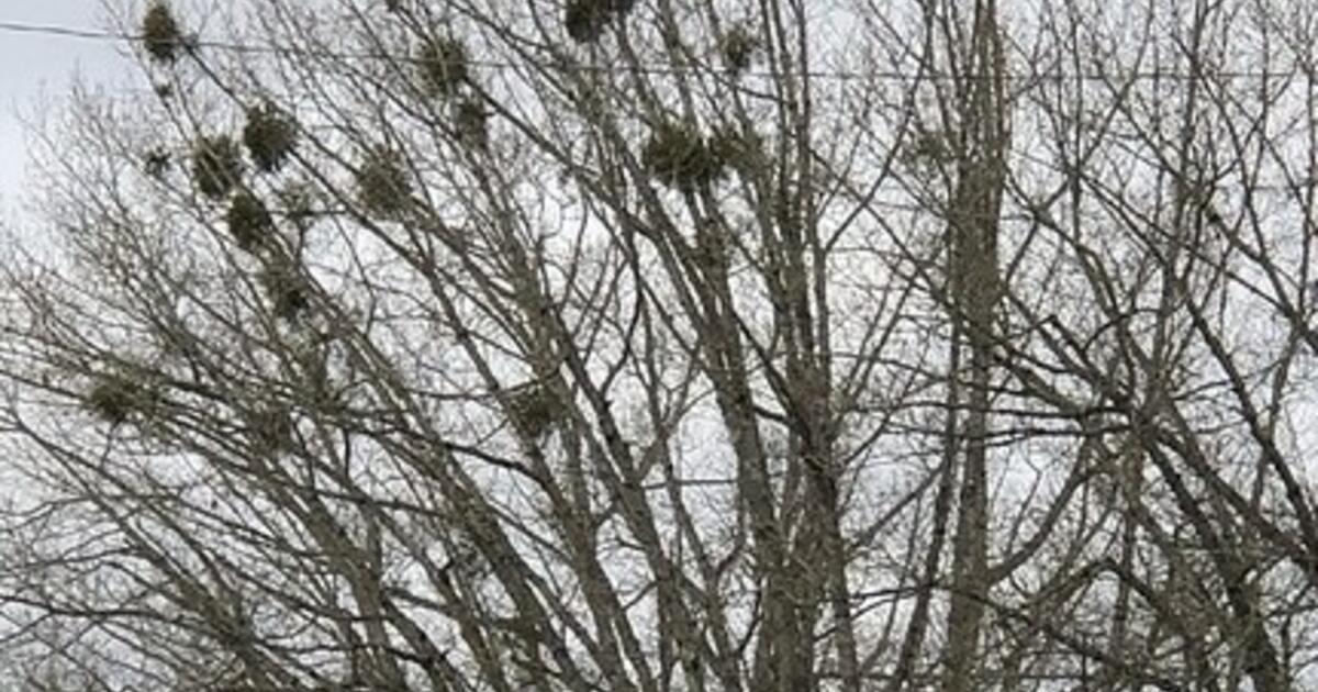 Yuletide kissers, smooch without guilt: Research suggests your mistletoe didn’t harm its tree host