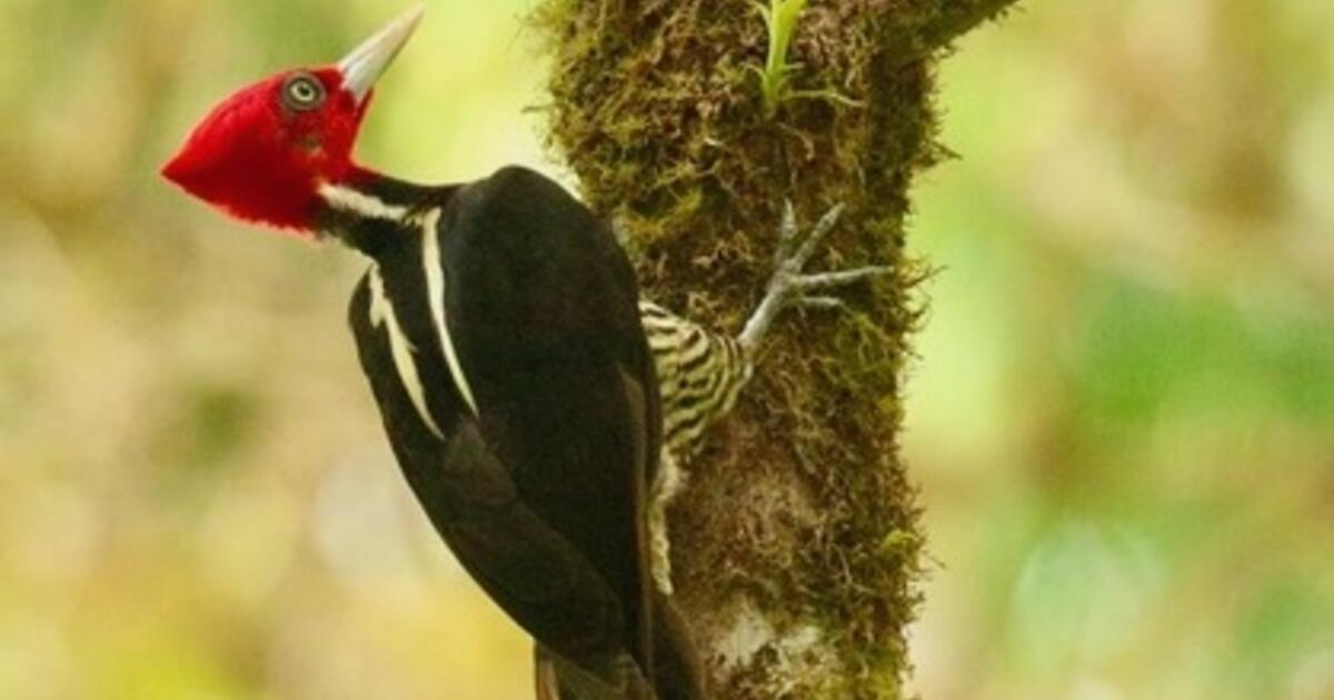 Isolated fragments of quality habitat insufficient for forest bird conservation, research shows