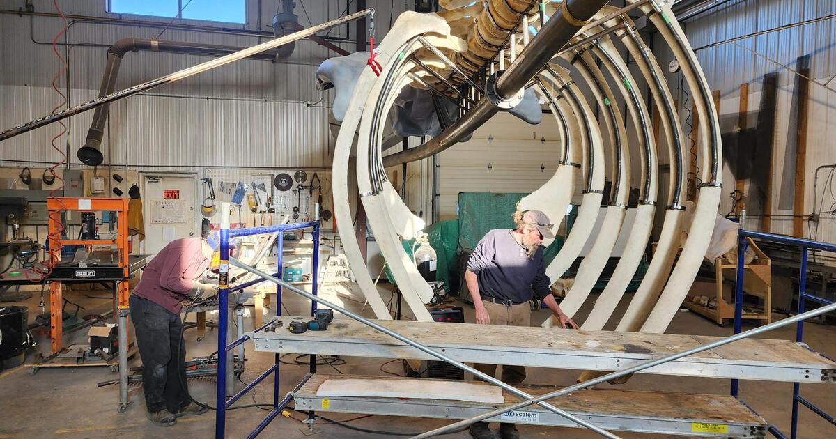 Installation of rare blue whale skeleton gets underway at OSU’s Hatfield Marine Science Center