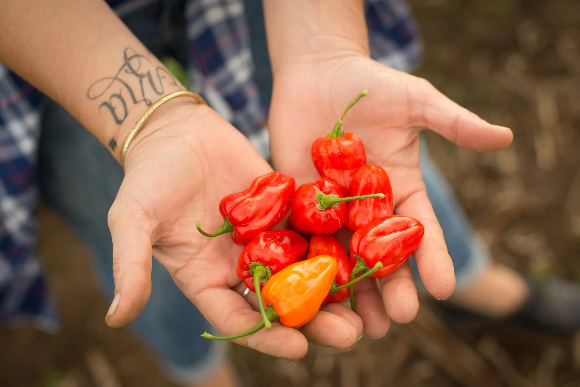 hands holds mild habanero peppers