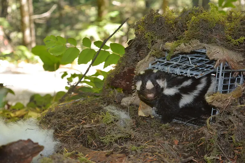 Western spotted skunk in live cage on forest floor