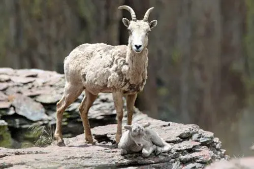 A California bighorn ewe guards her lamb in Rattlesnake Canyon in southeast Oregon.