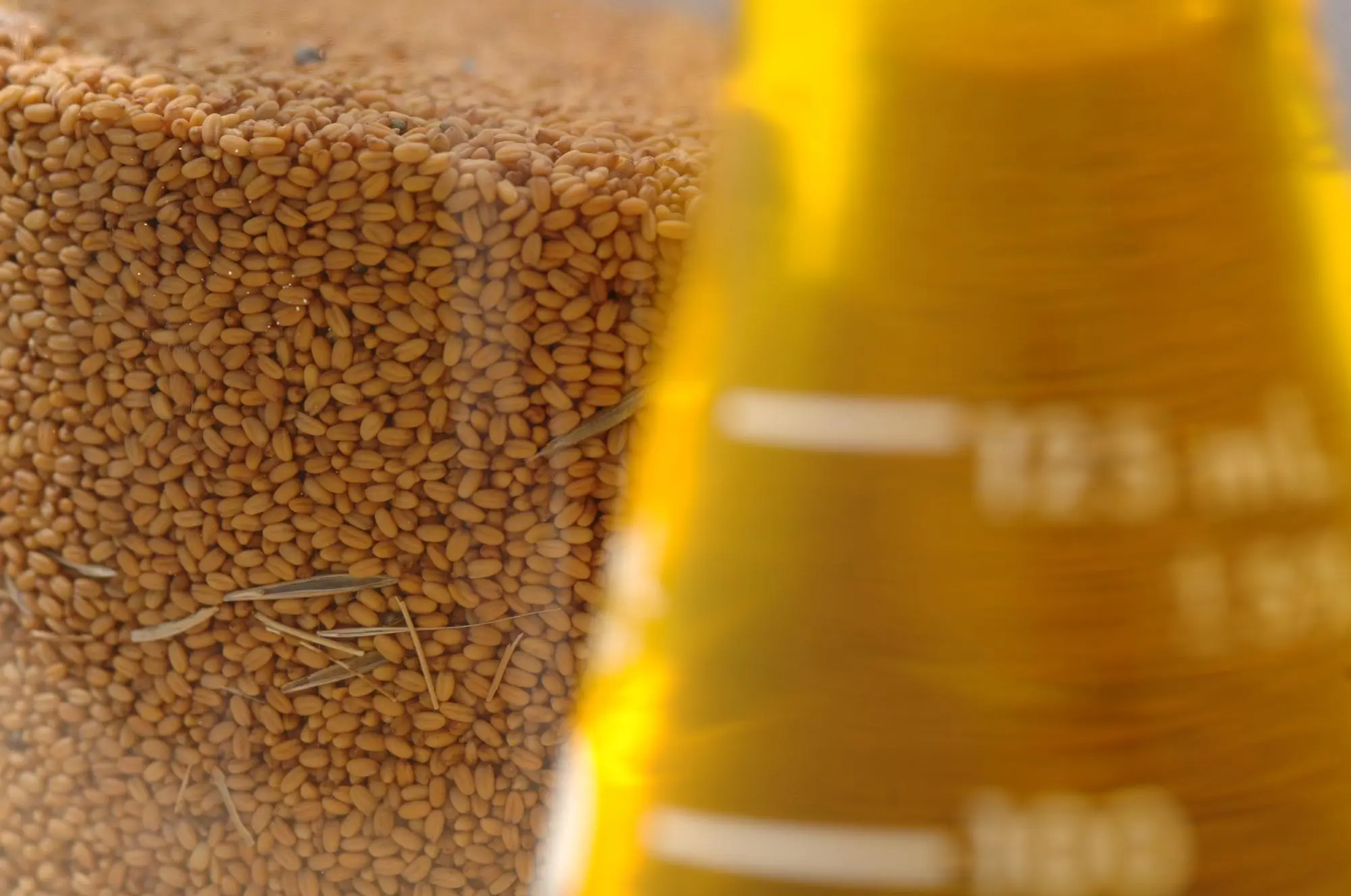 A closeup of camelina seed in a jar next to camelina oil in a beaker.