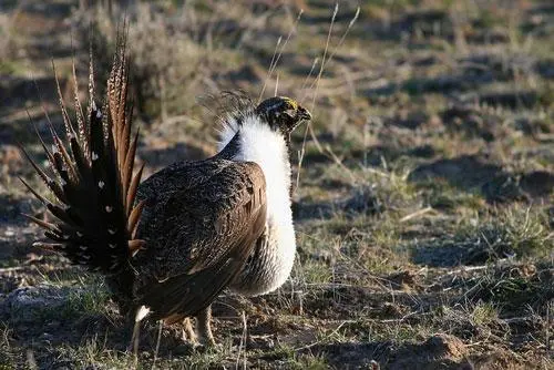 A greater sage-grouse in its habitat. It's a small, chicken-like bird with long tail feathers.