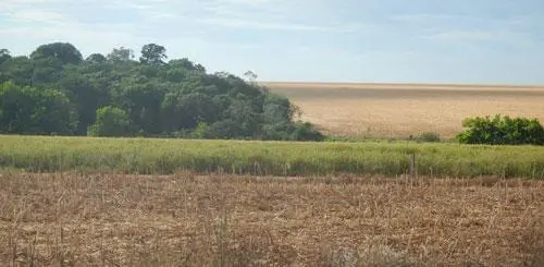 Corn fields next to forestland in Brazil.