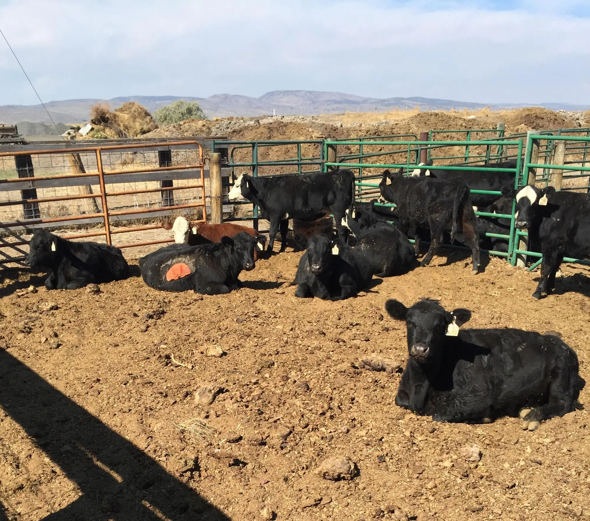 Black cows sitting and standing in a pen.