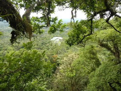 A green, lush tropical forest.