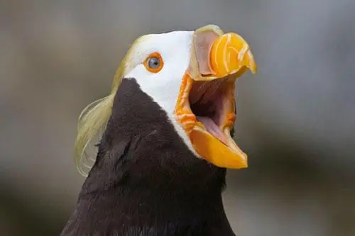 A close-up of a tufted puffin with its beak open. The bird has a white face and black feathers on its body.