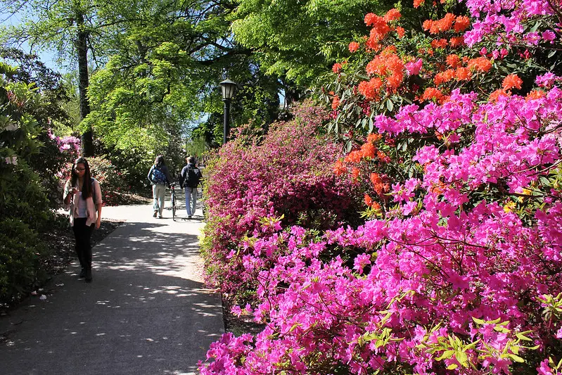 People walking on campus near bright flowering shrubs.