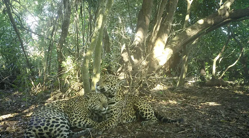 Mother and daughter jaguar sitting together on the ground in Brazil surrounded by trees