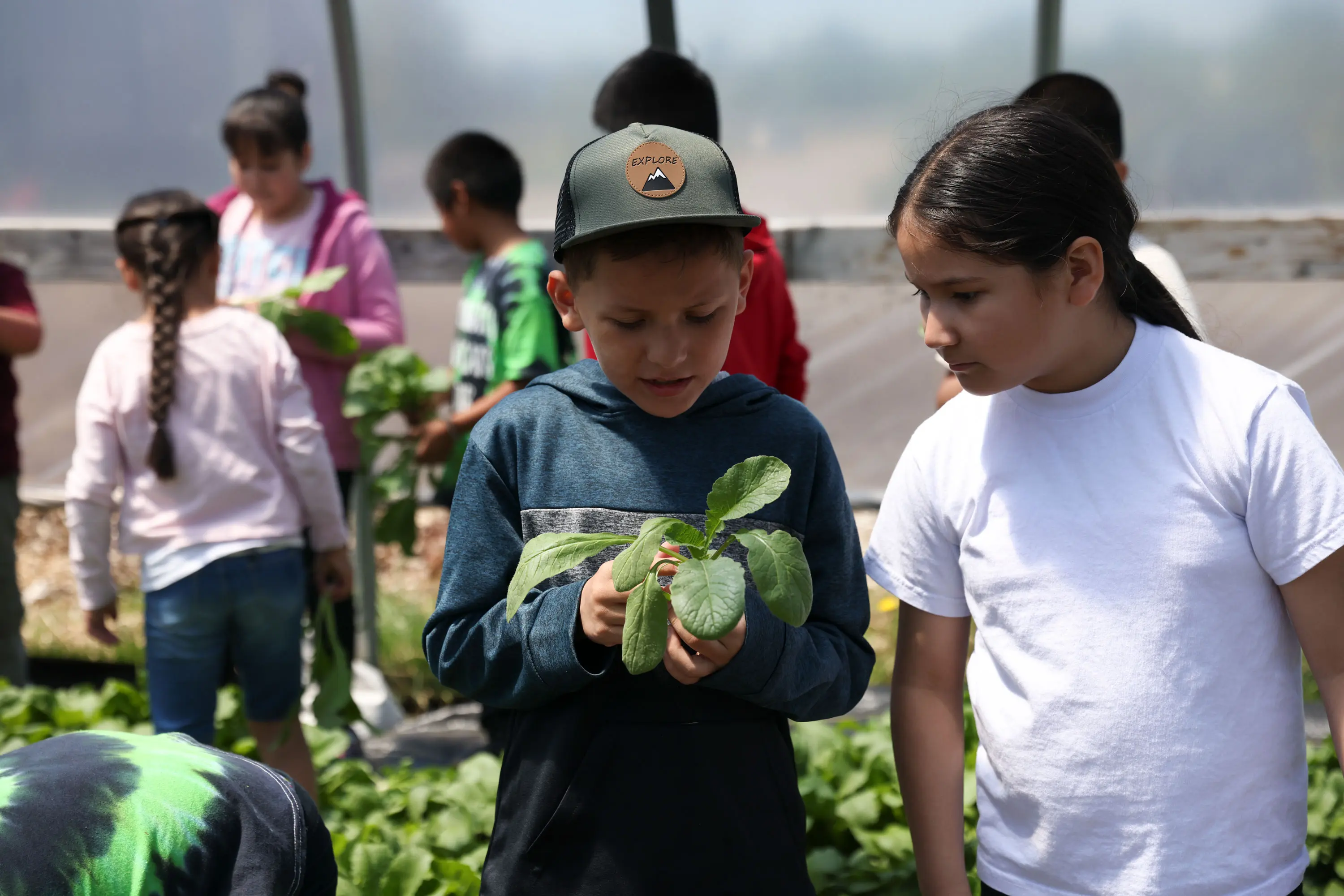 Children participate in a hands-on agricultural learning activity, with one child examining a leafy plant while others work with greens in the background inside a greenhouse.