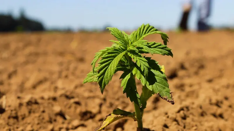 Cannabis sativa