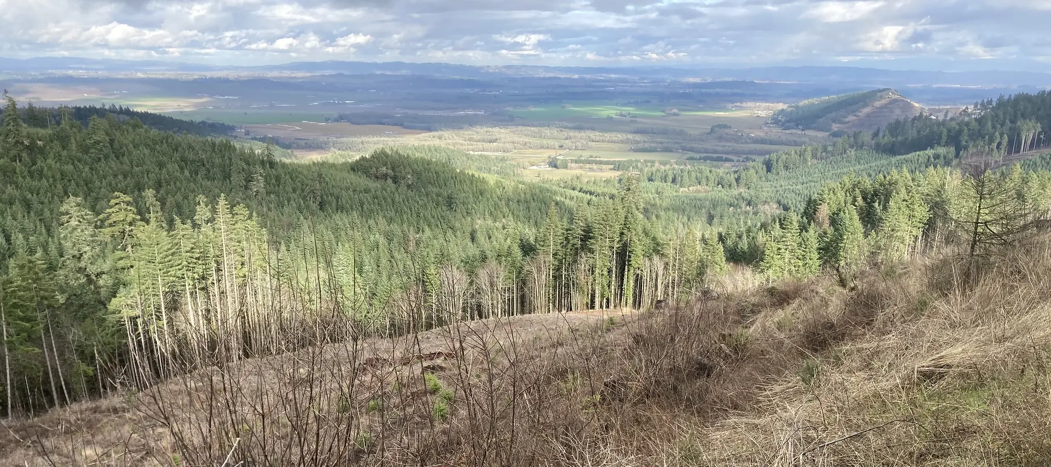 Douglas-fir forest