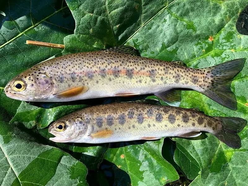 Rainbow trout, photo provided by Allison Swartz