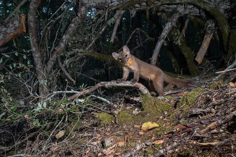 Humboldt marten. Photo by Ben Wymer, A Woods Walk Photography.