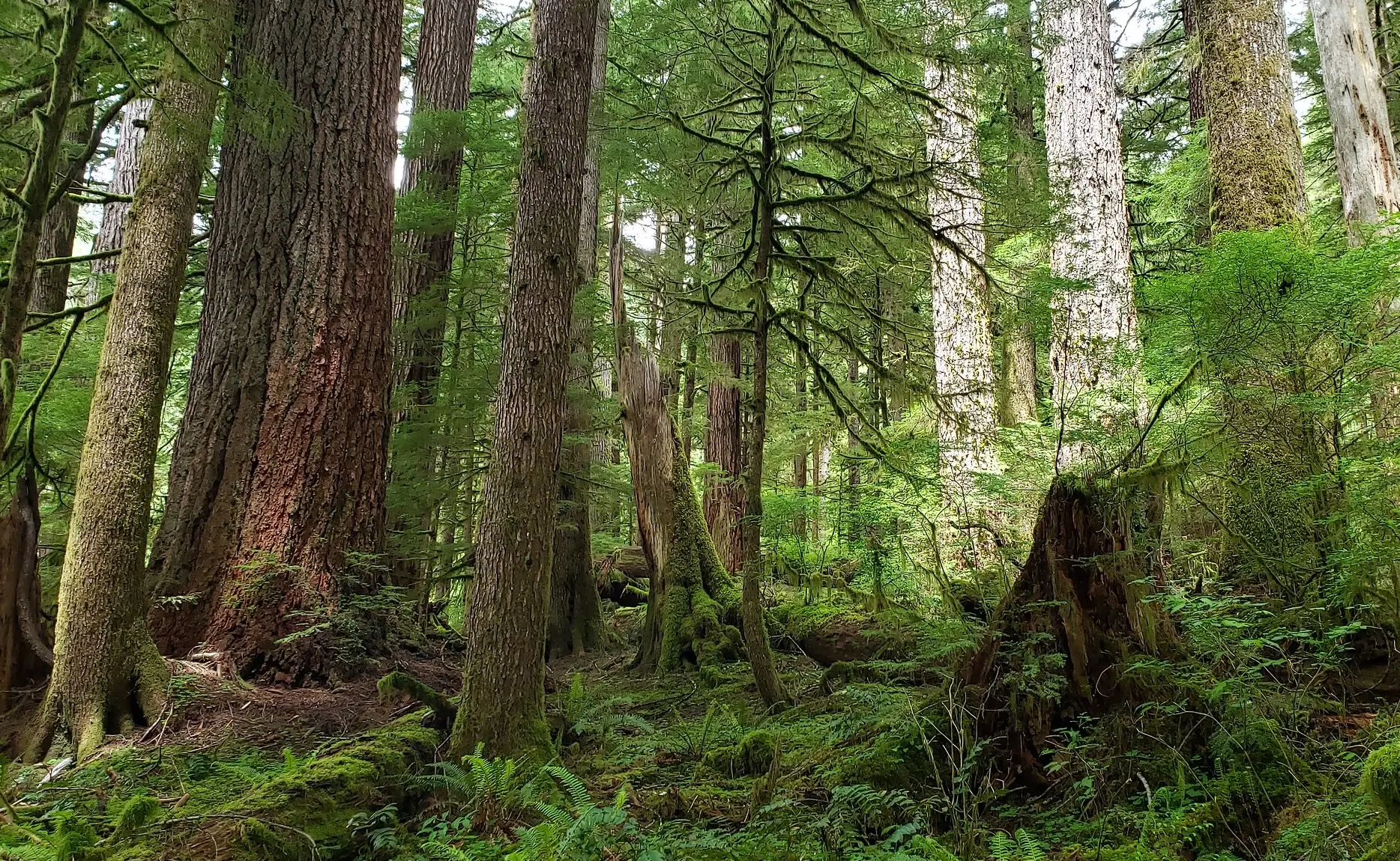 PNW forest