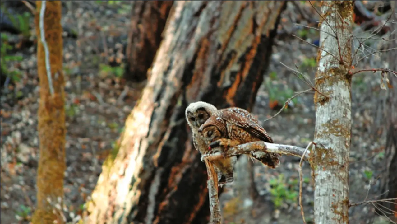 Adult and juvenile spotted owls on tree limb.