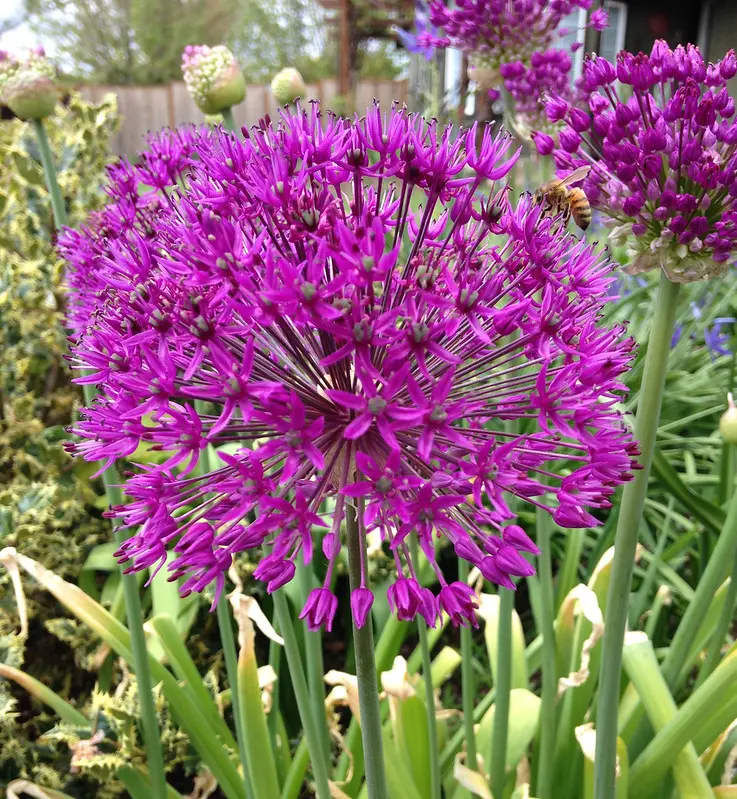 Try some unusual bulbs to change it up this spring. Photo by Karen Zimmerman.