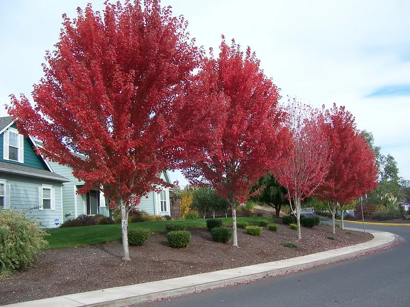 Trees in fall color. Photo by Neil Bell.