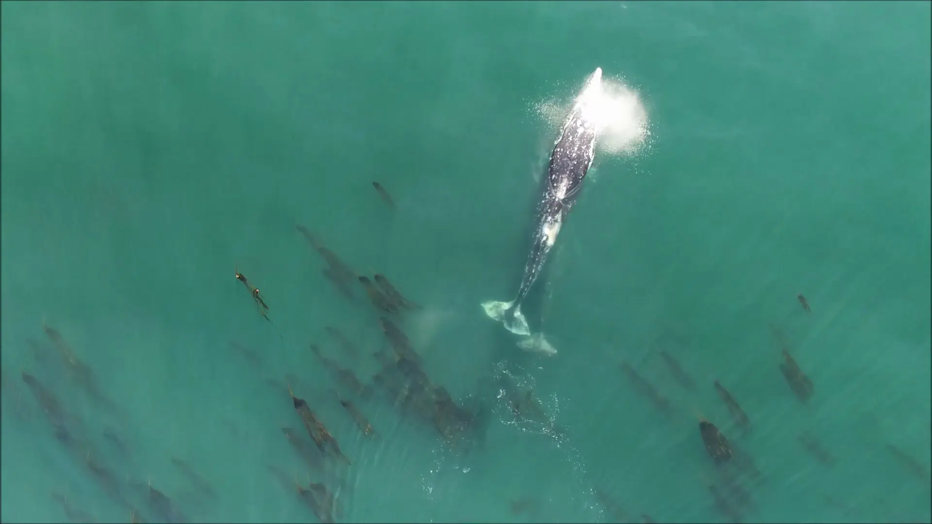 Gray whales. Images and data collected under NOAA/NMFS permit #21678.