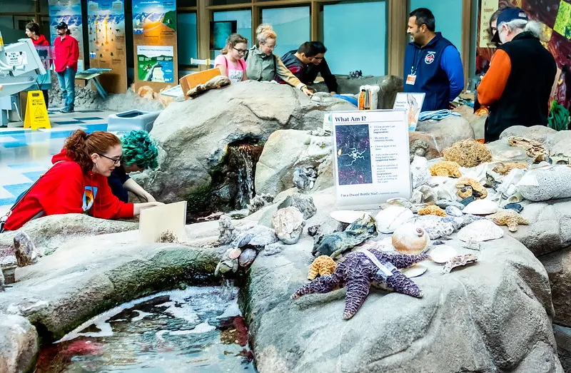 Image of a man made tidepool with people gathered around looking at sea stars and sea anemones. 