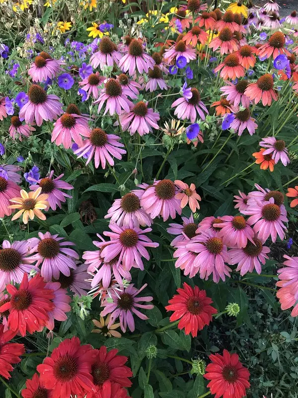 Coneflowers are long-day plants.