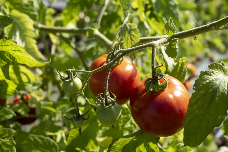 tomato