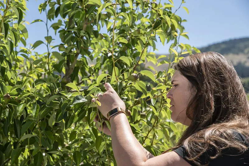 Ashley Thompson inspecting pear tree.