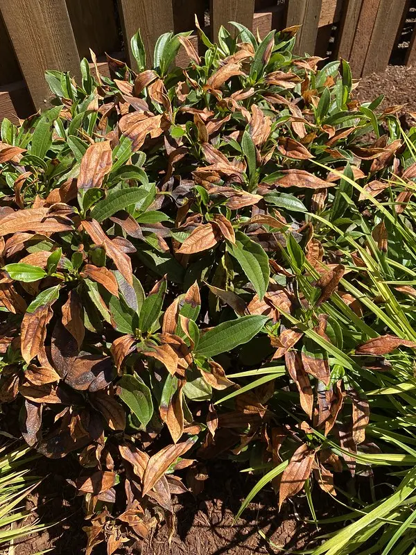 heat-burned plant