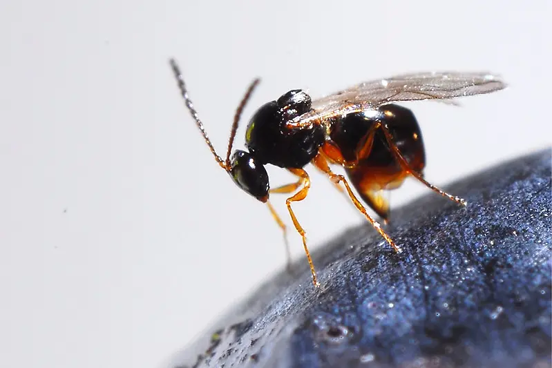 Ganaspis brasiliensis wasp