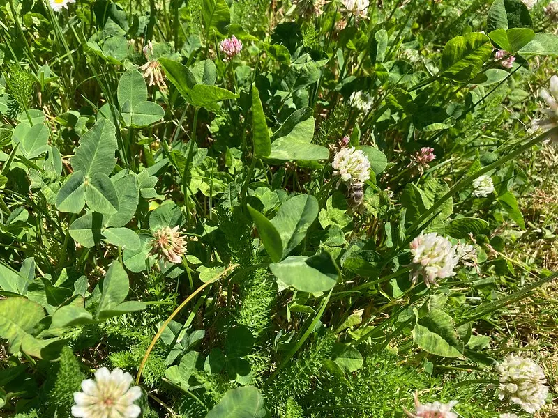 pollinator lawn