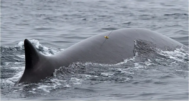 A fin whale is shown with a small yellow tag and antenna on its back. 