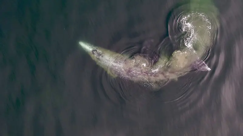 Aerial image of a gray whale.