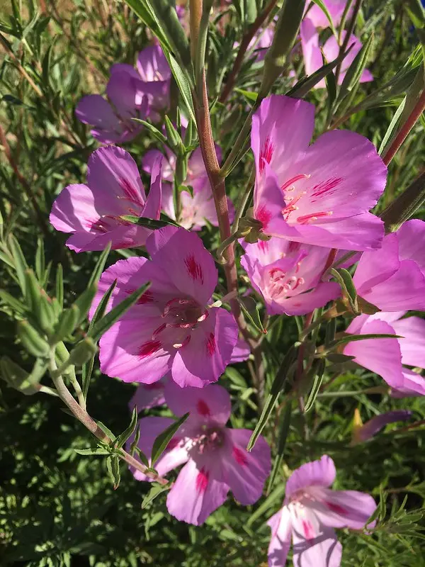 Pollinators preferred native Clarkia amoena over its cultivars. Photo by Jen Hayes.