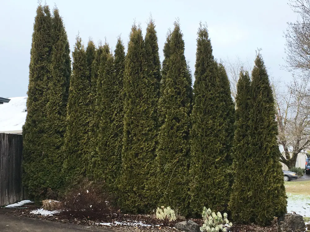 arborvitae