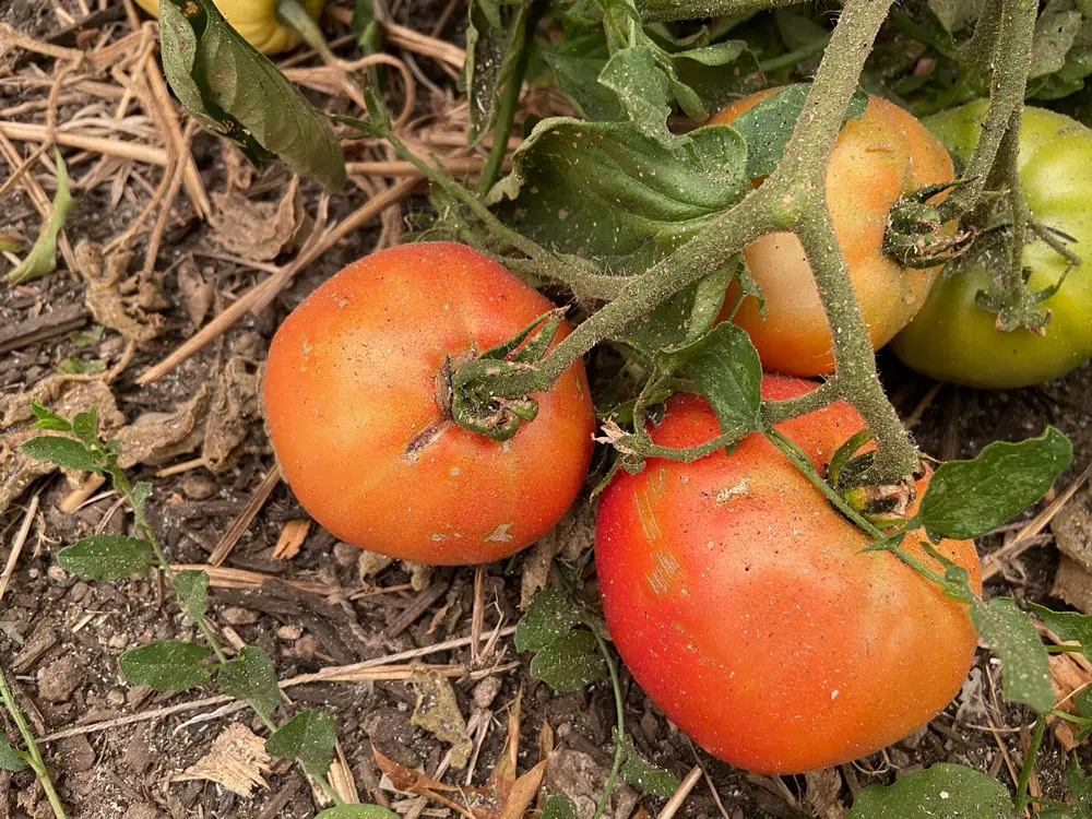 ash on tomatoes